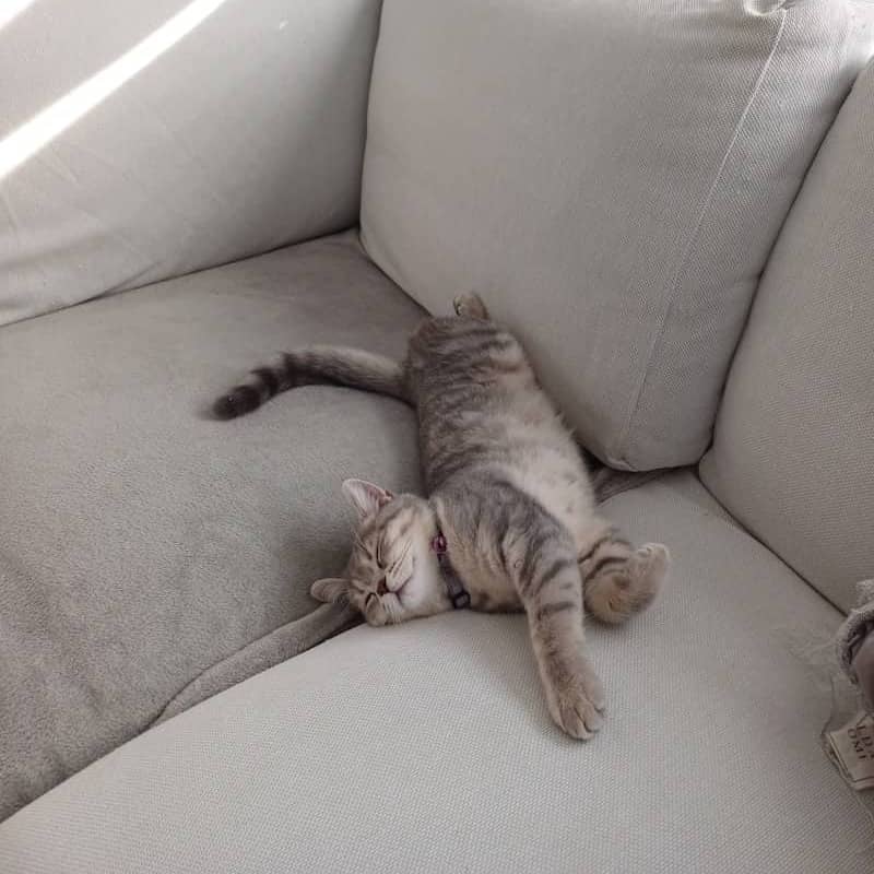 A sleeping cat is enjoying its nap on the couch.