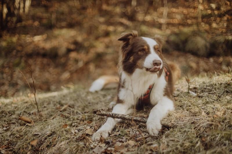 A brown and white dog lying in the woods.