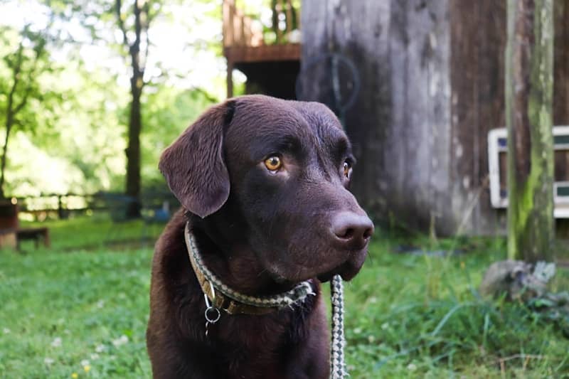 A chocolate labrador dog poses outside.