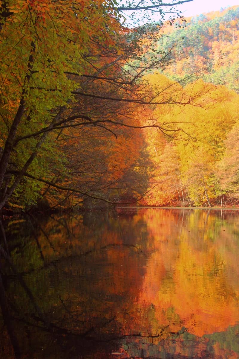 A body of water surrounded by lots of trees