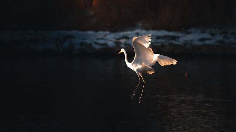 A white egret bird flying over dark water