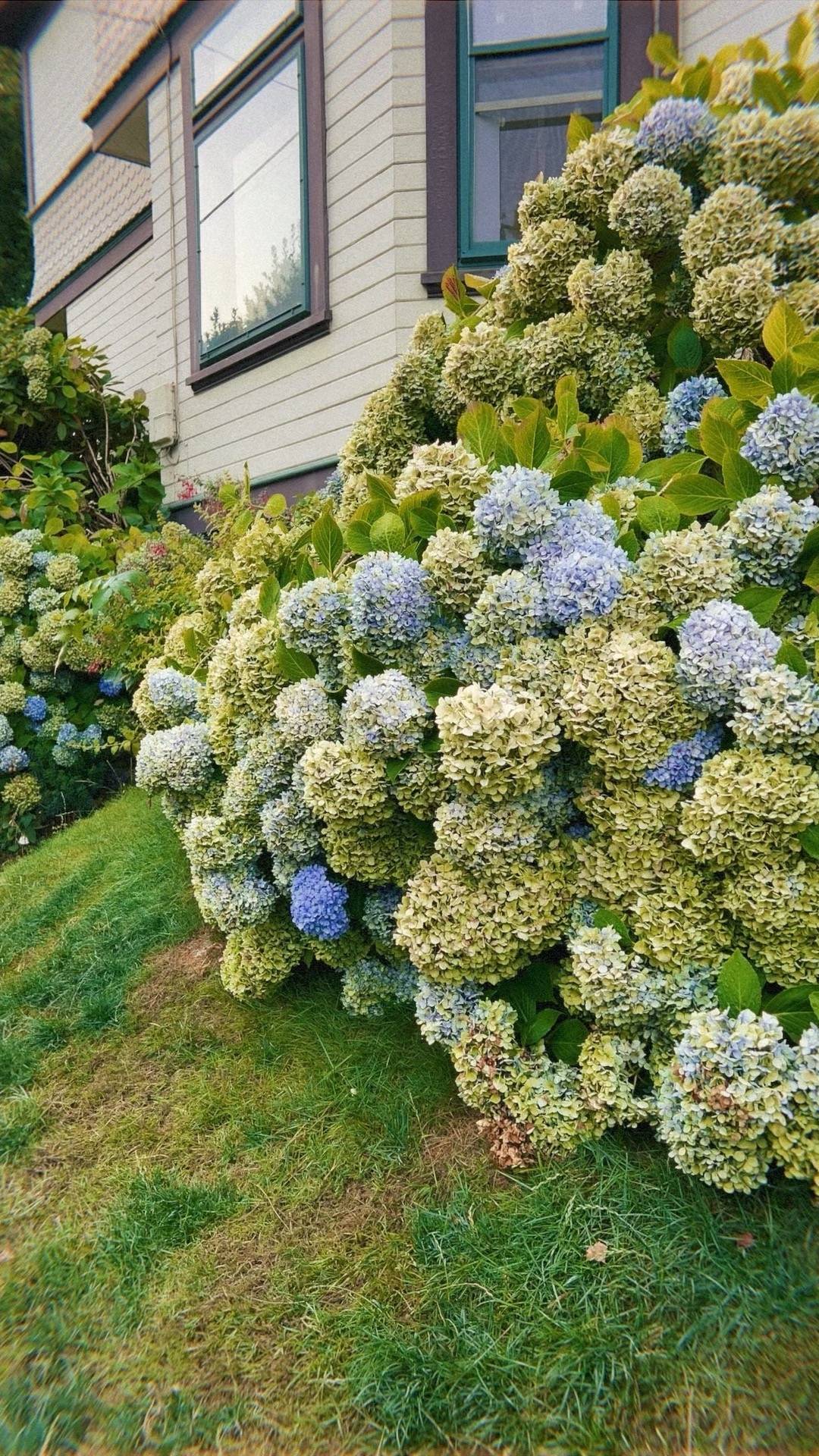 large hydrangea bush 