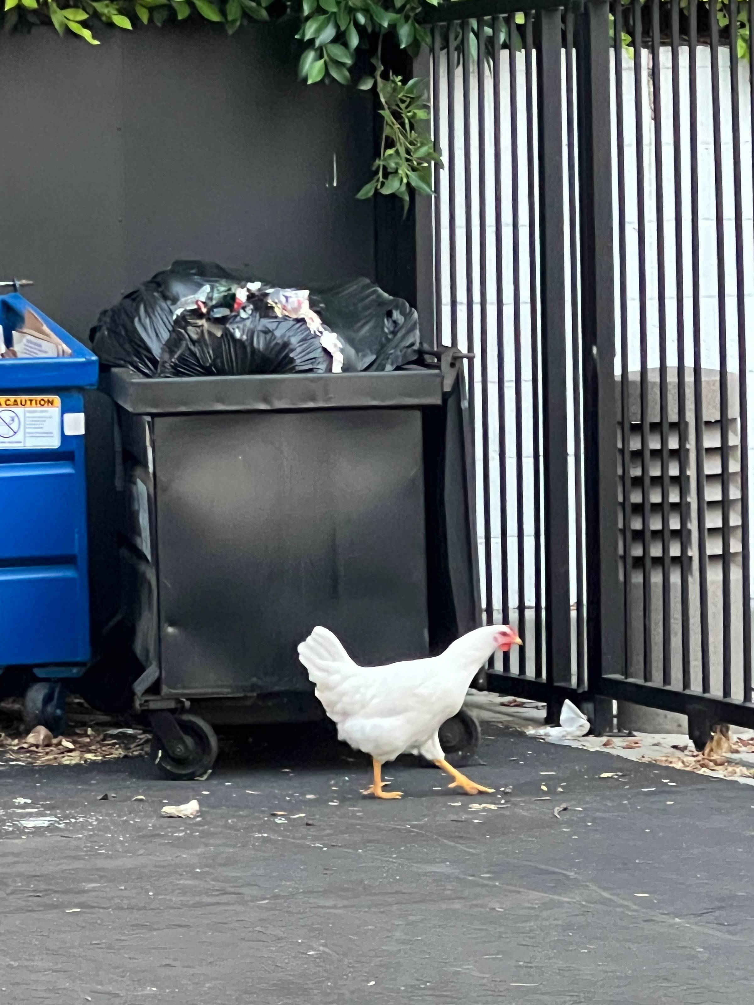 white chicken stepping out by dumpster