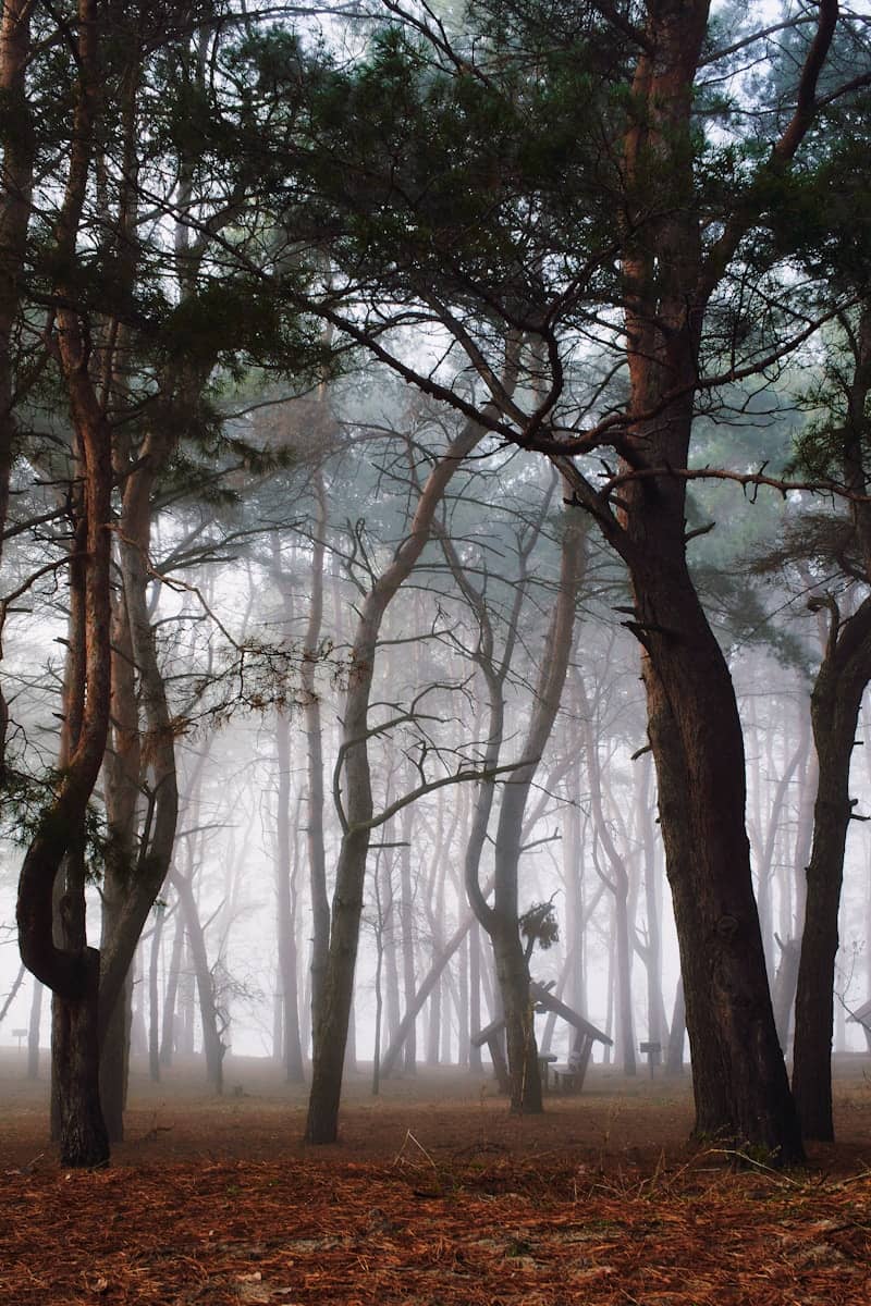 A forest filled with lots of tall trees