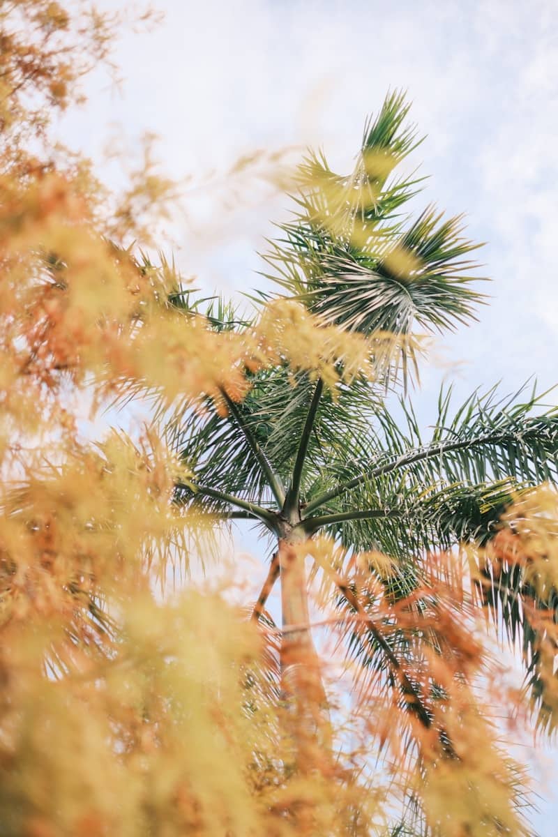 Palm tree leaves against a cloudy sky