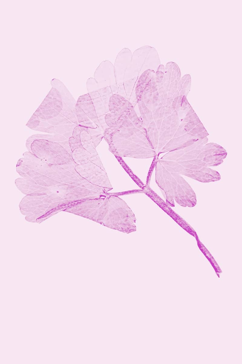 Translucent purple botanical print on a light pink background.