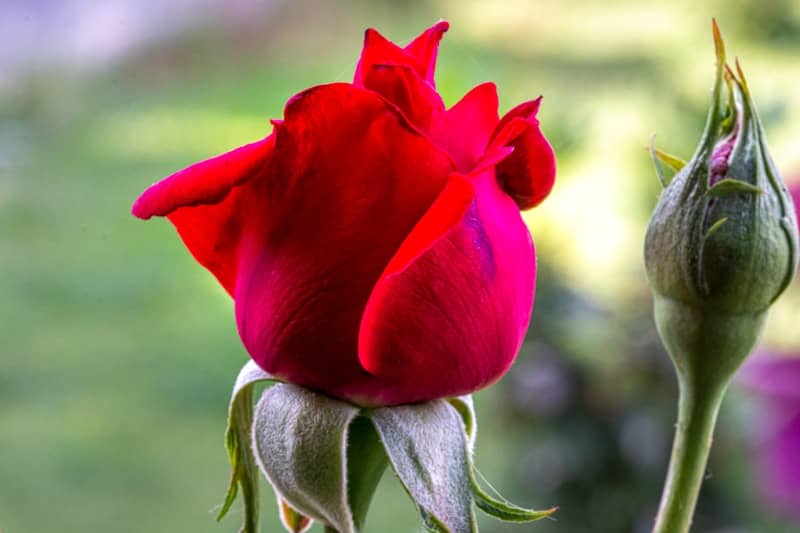 A vibrant red rose bud alongside a green rose bud.