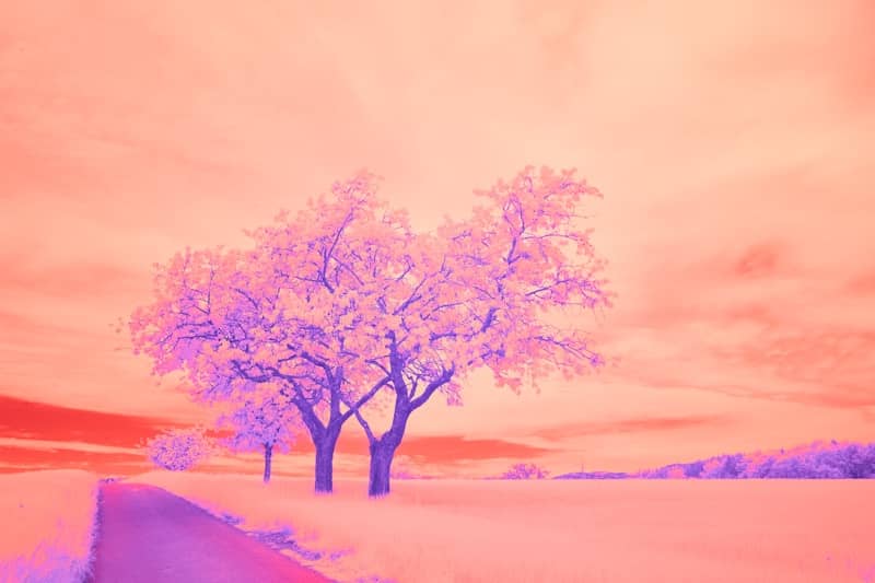 Two trees with purple leaves under a pink sky