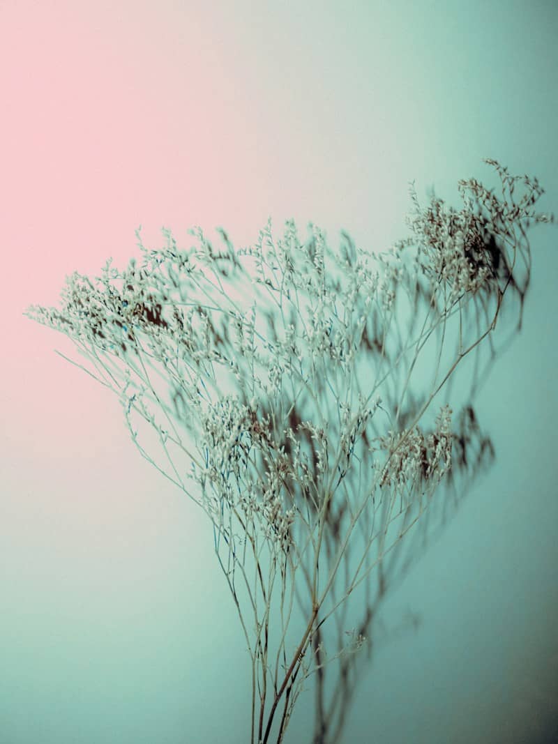 Dried white flowers casting shadows against a soft pink and teal gradient background