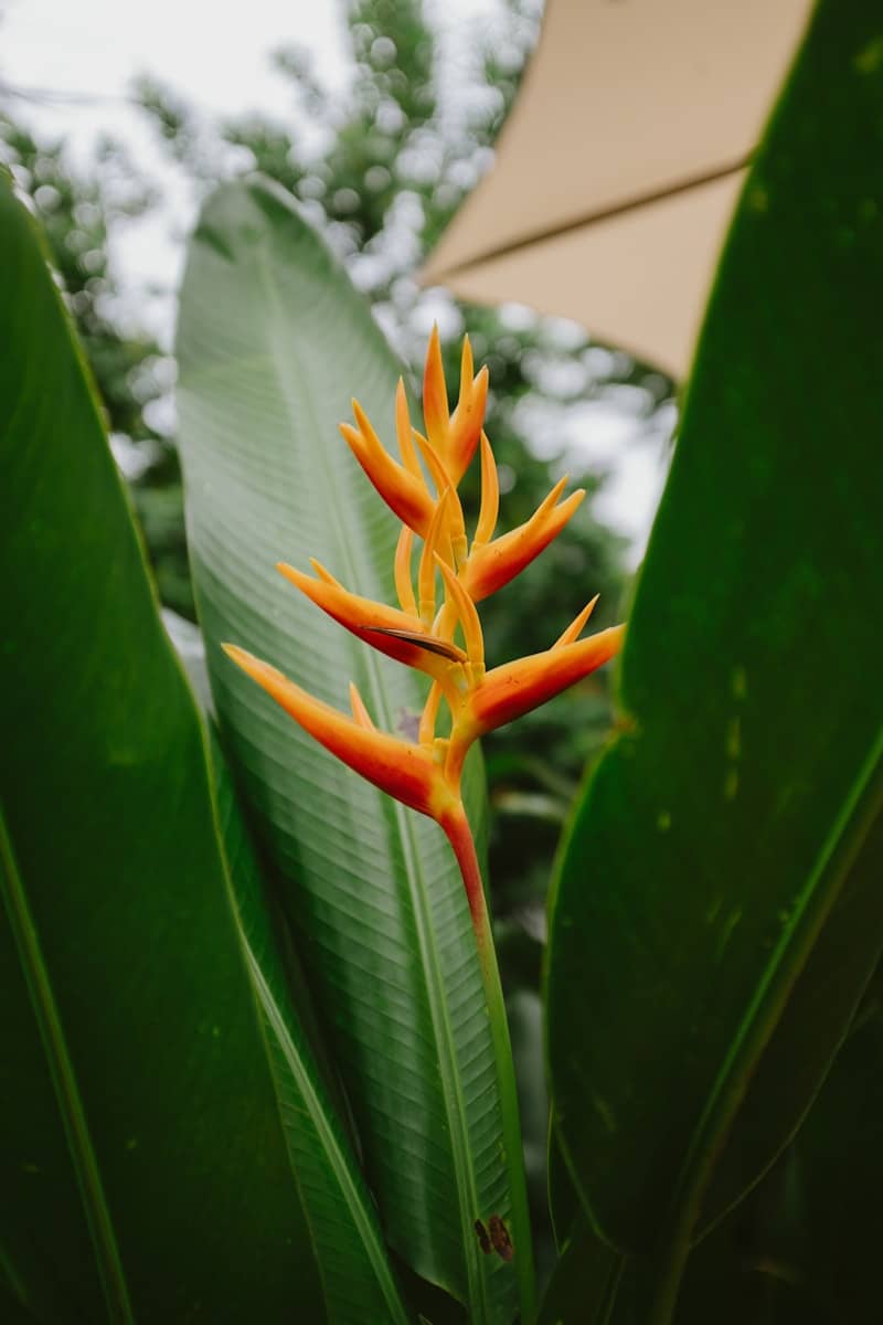 Vibrant orange heliconia flower with large green leaves.