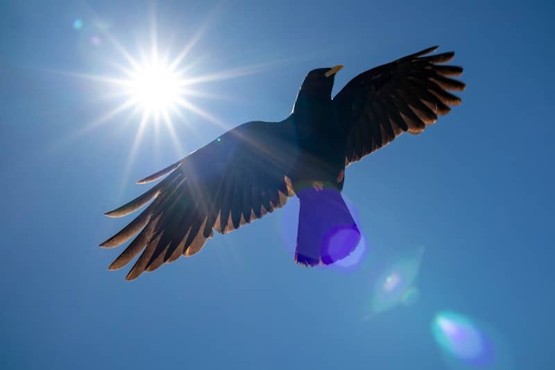 A dark bird soars in blue sky with bright sun.