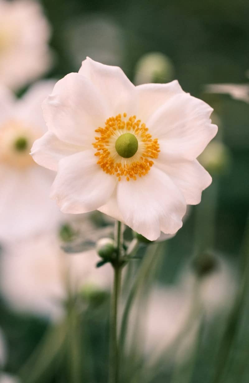 A white Japanese anemone flower with a yellow center on a green stem