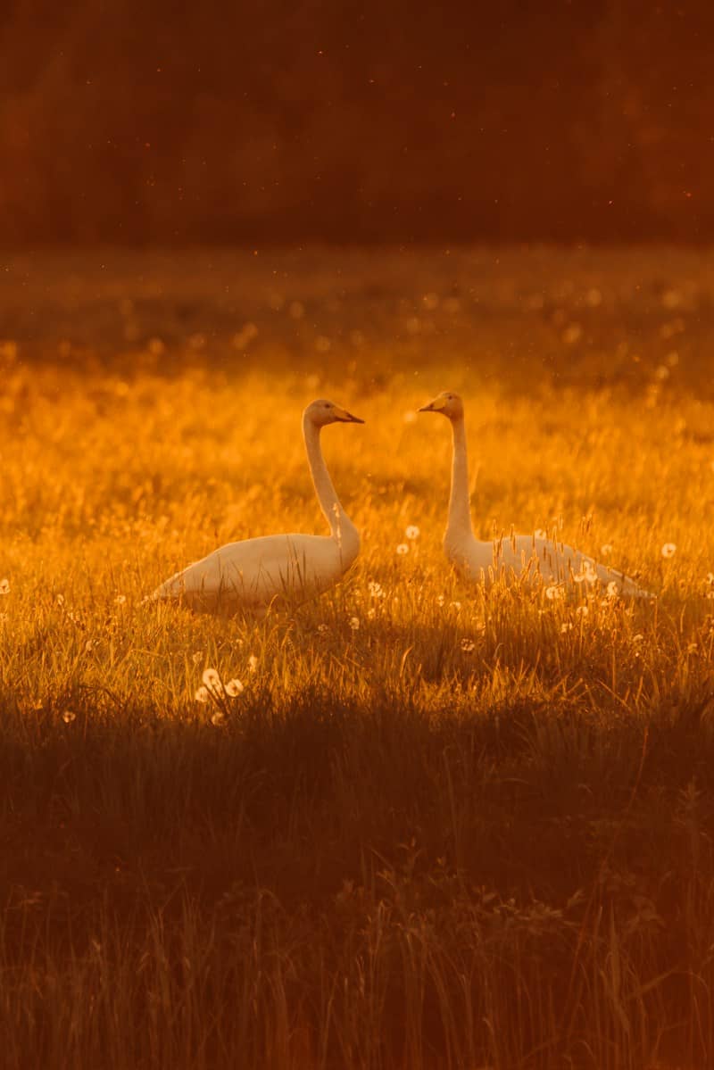 Two white swans in a grassy field during the golden hour