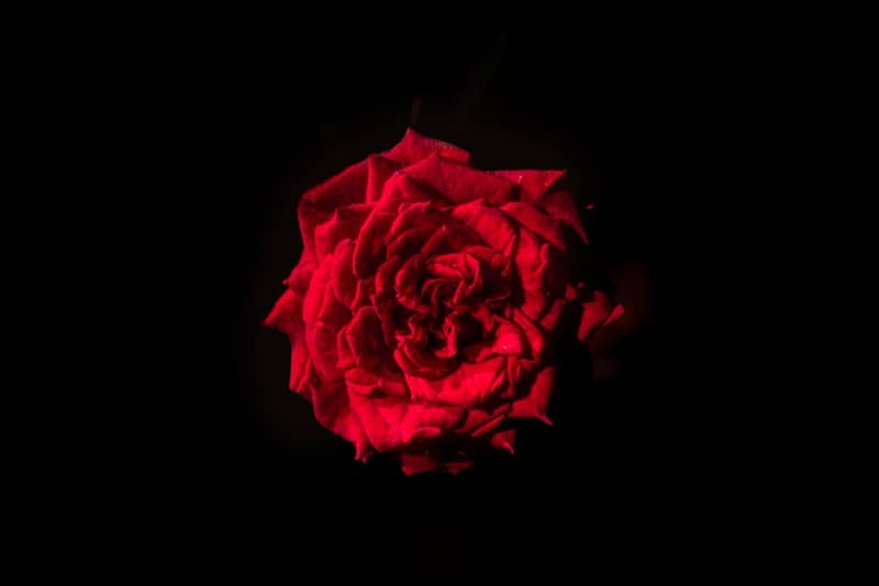 A single red rose against a black background