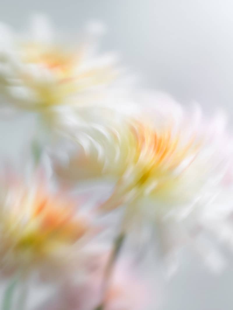 Motion blurred white and yellow flowers