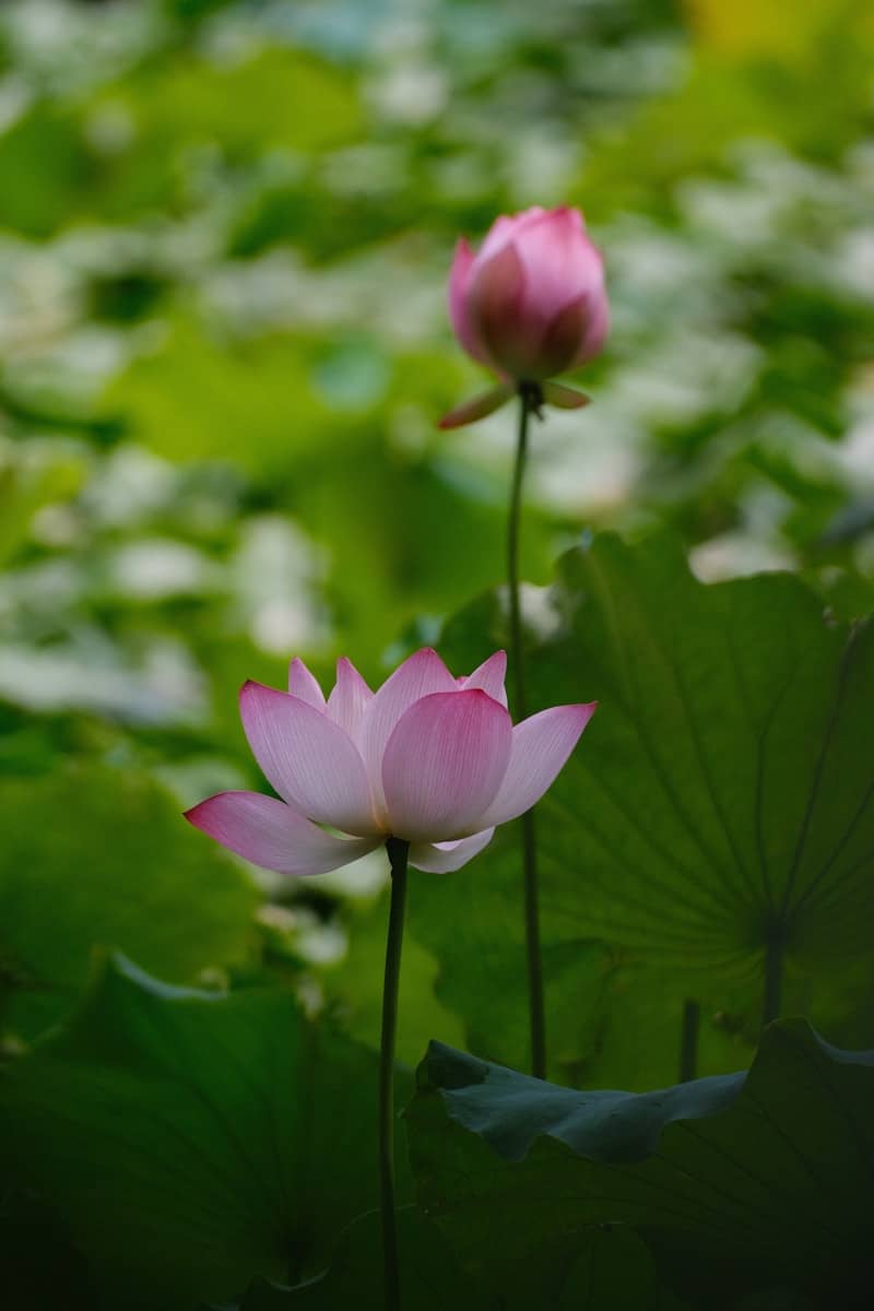 Two beautiful pink lotus flowers among green leaves.