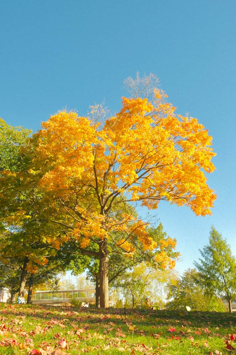 A vibrant yellow maple tree in autumn on a grassy hill under a clear blue sky