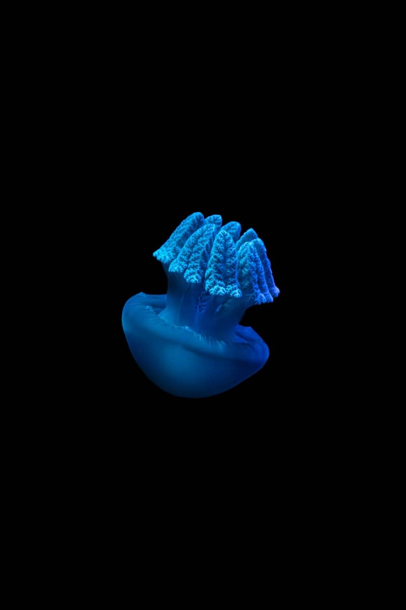 Blue jellyfish floating in the black abyss.