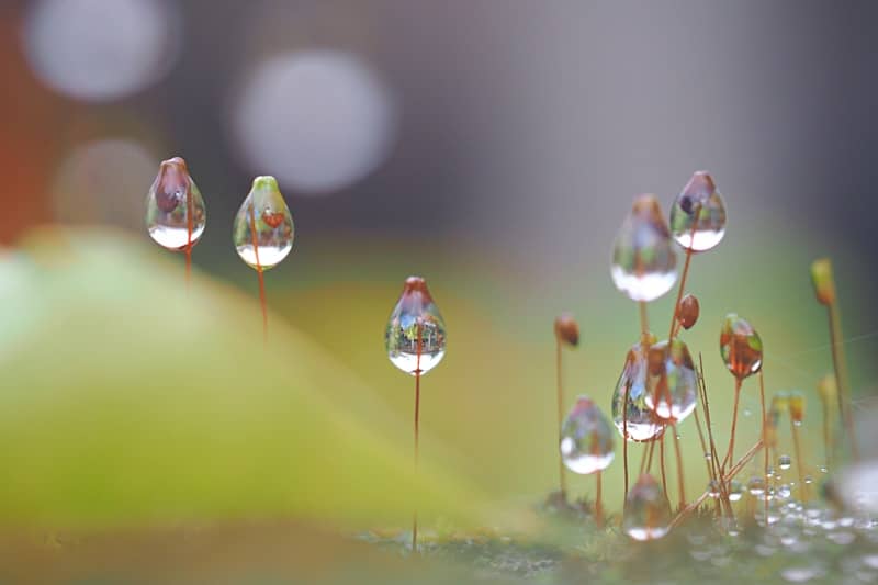 Dewdrops on moss sporophytes in soft light