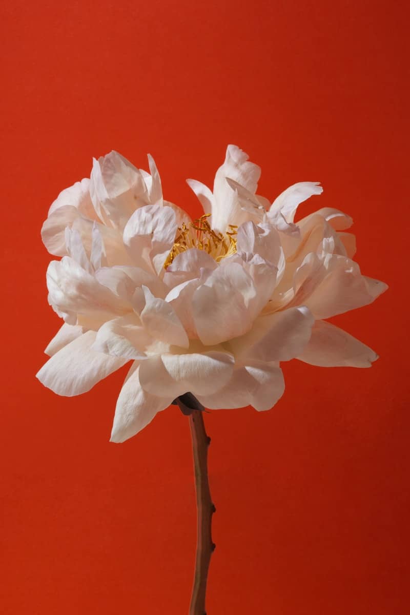 A delicate white peony flower against an orange background