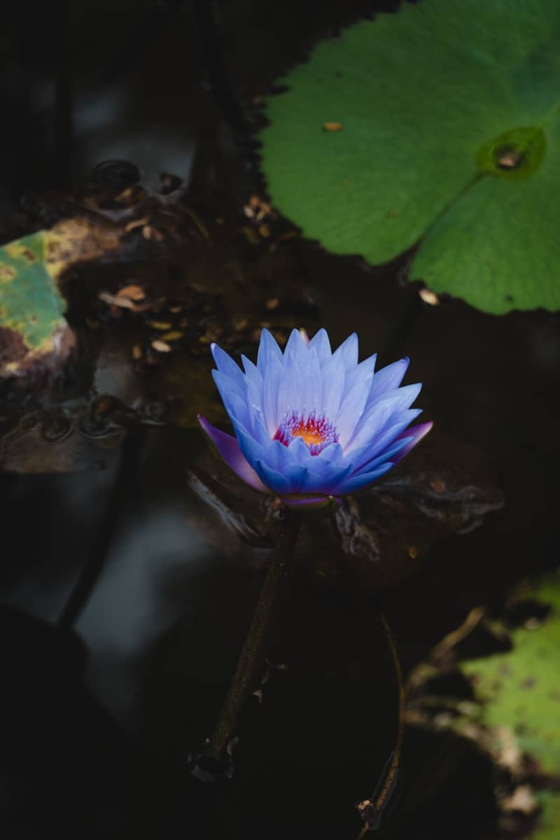 Self-Care As A Lifestyle: I & S Self-Care Newsletter 07 