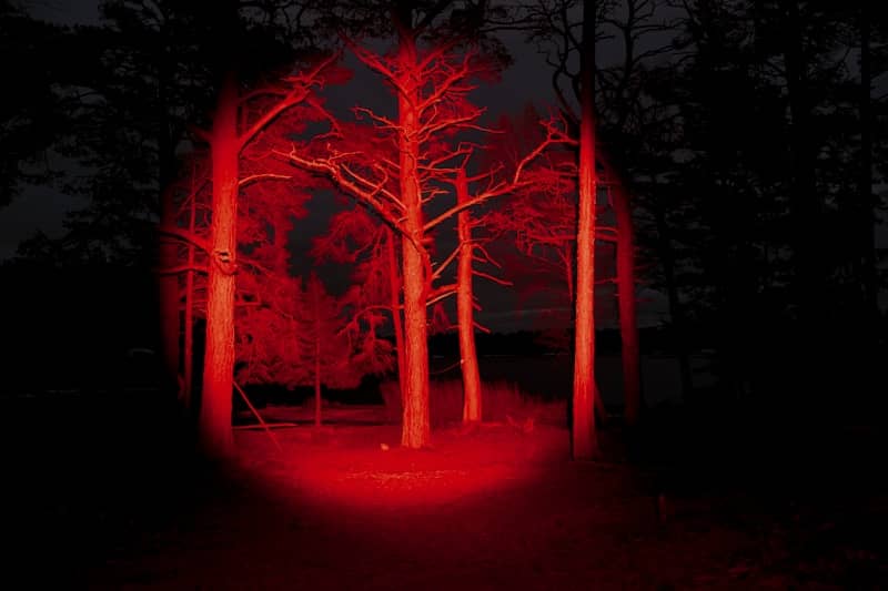 Bare trees illuminated by red light in dark forest
