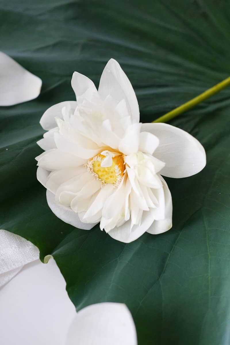 A white lotus flower rests on a green leaf.