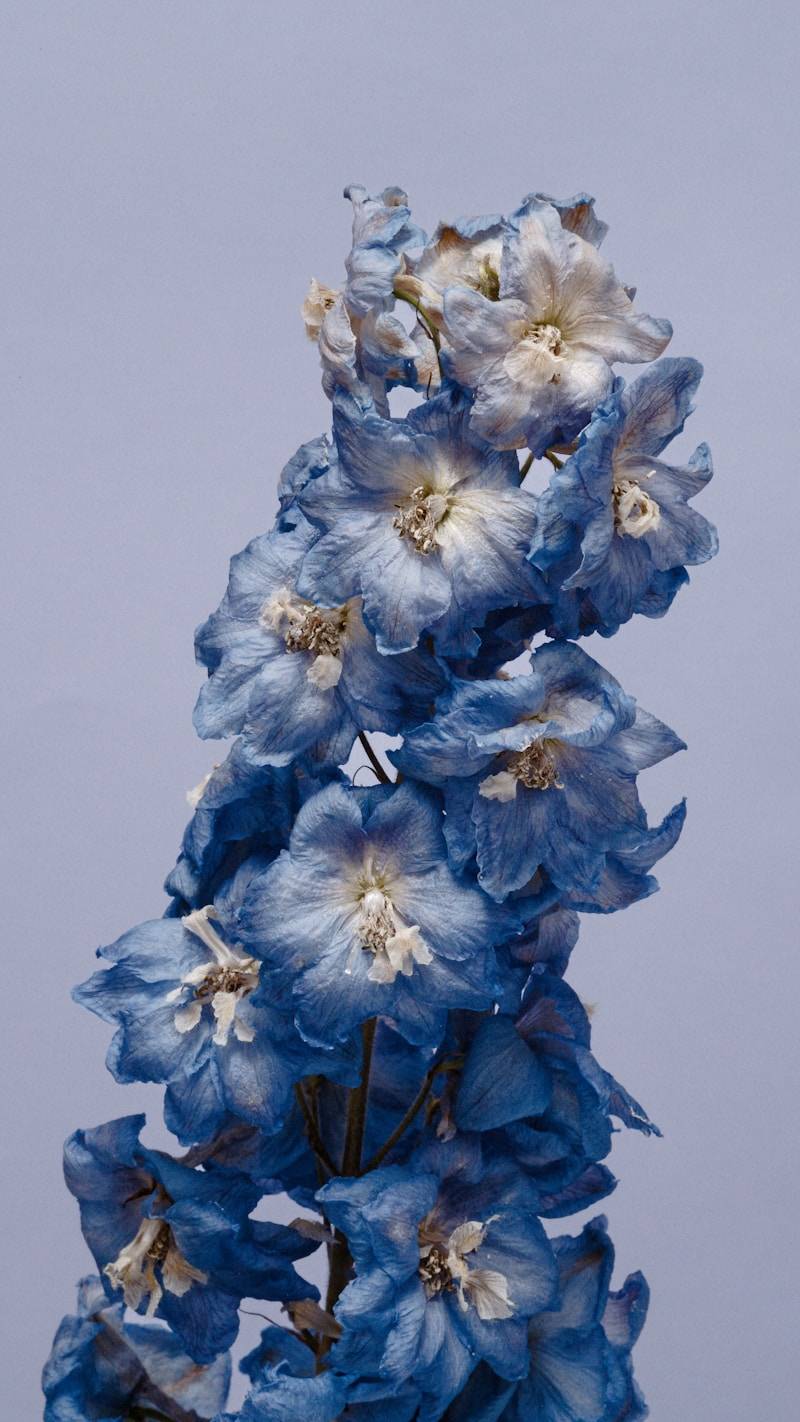 Fading blue flowers with white centers against a soft background.