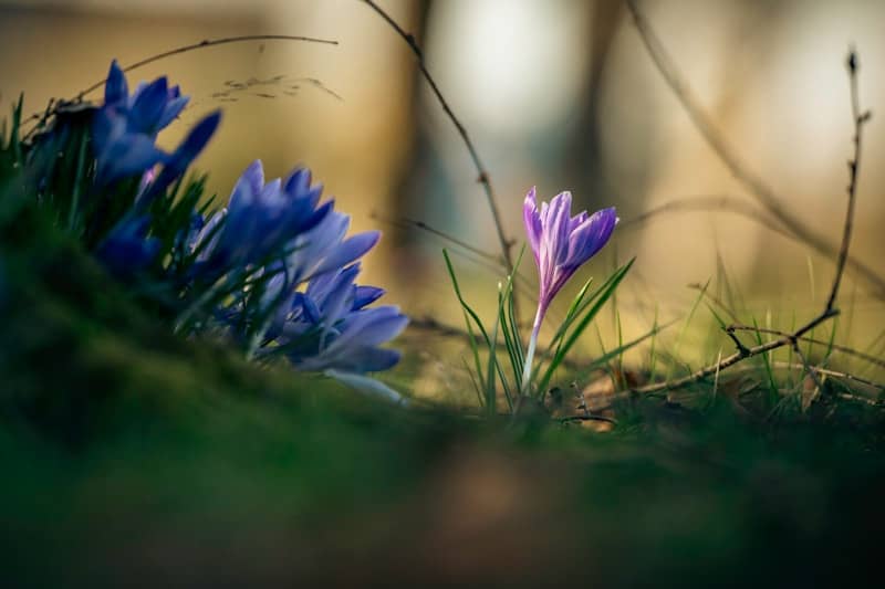 Purple crocus flowers bloom in green grass