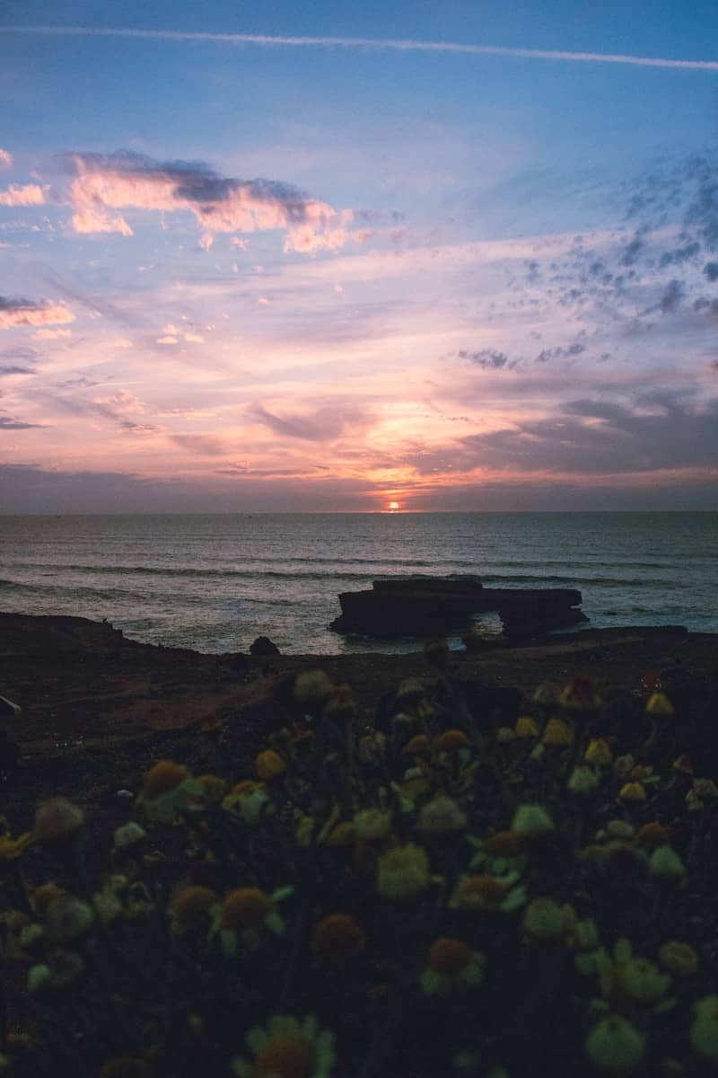 Sunset over the ocean with flowers in foreground
