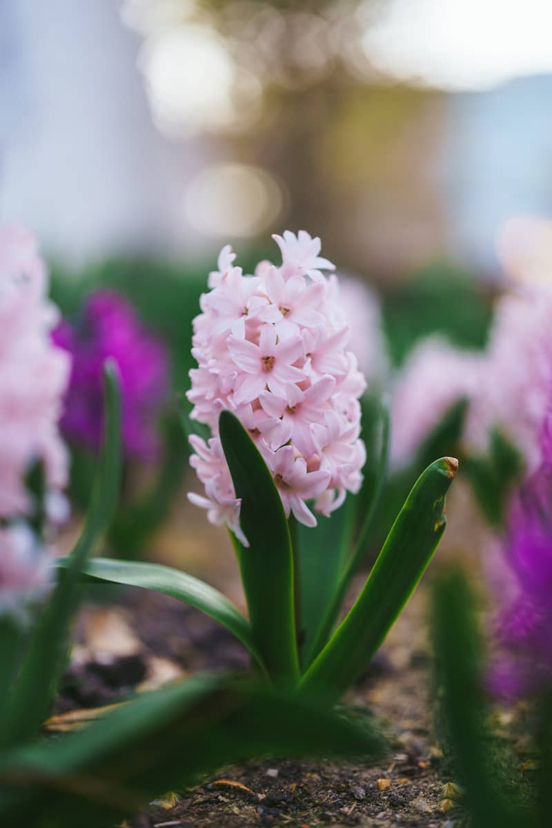 Pretty pink hyacinth flowers blooming outdoors.