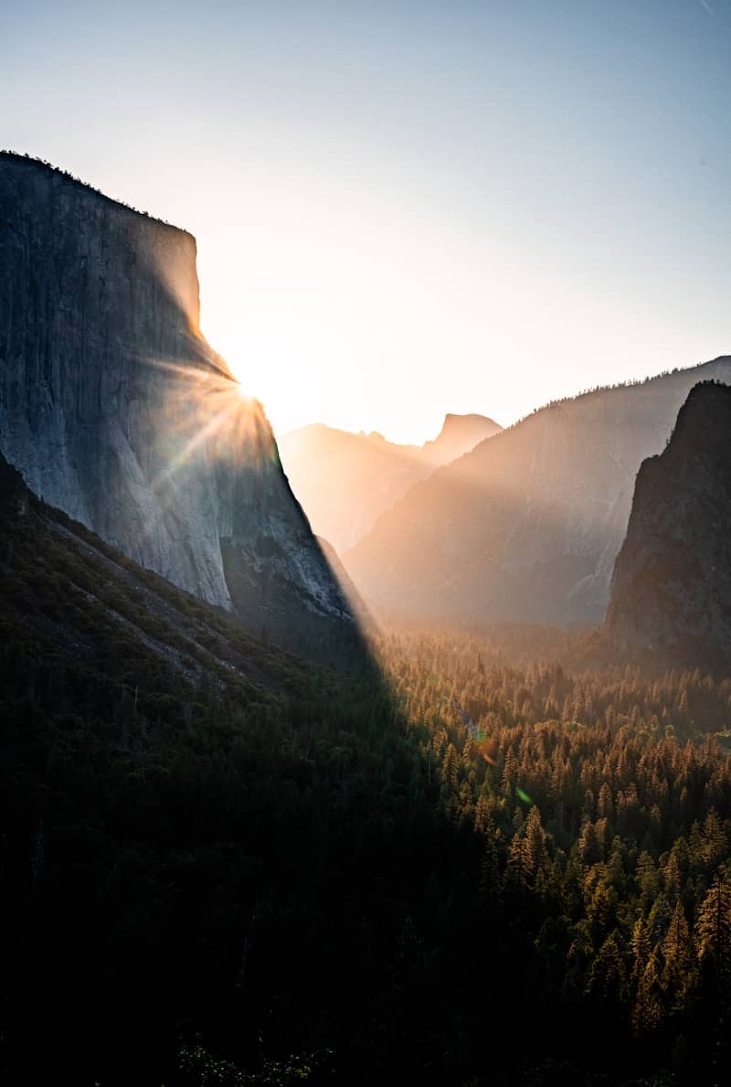 Low sun casting long shadows over a pine forest in Yosemite National Park