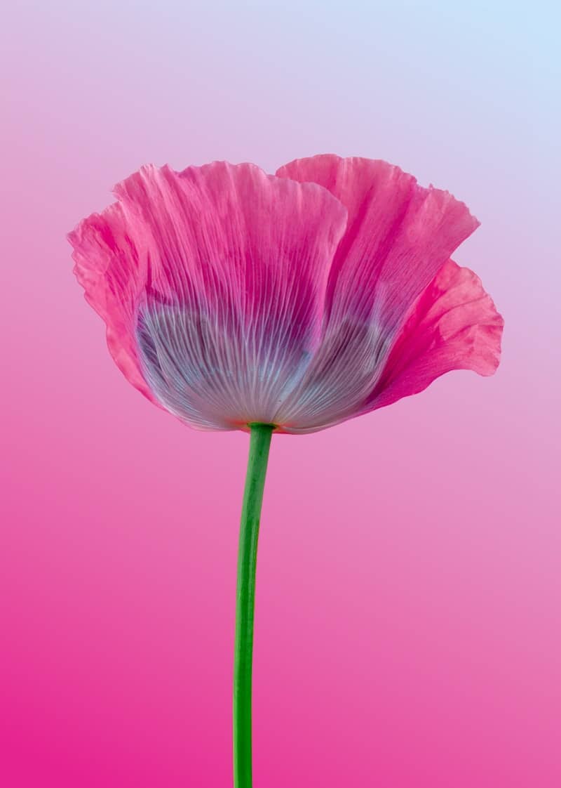A bright pink poppy flower with delicate petals.