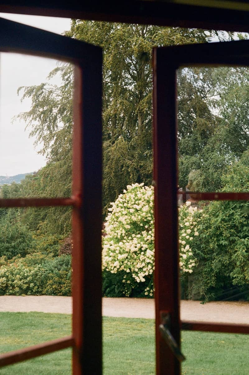A view through an open window of a garden with a flowering white bush