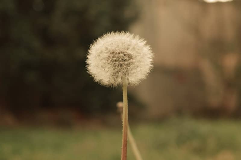 A dandelion sitting on top of a wooden table
