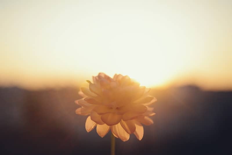 A single flower bathed in golden sunset light