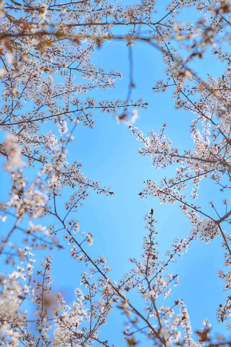 Cherry blossoms against a bright blue sky.