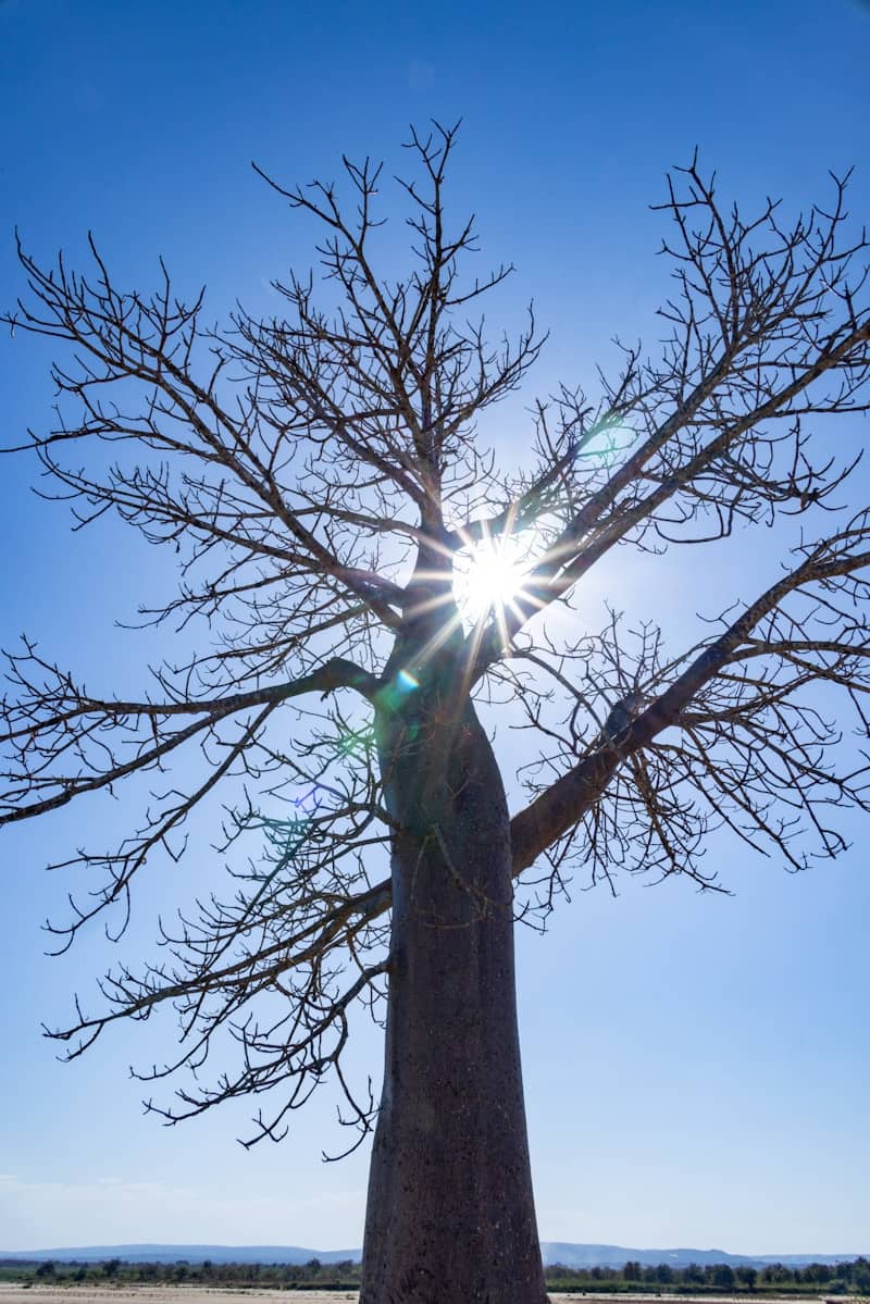 Baobab tree silhouette against blue sky with sunburst.