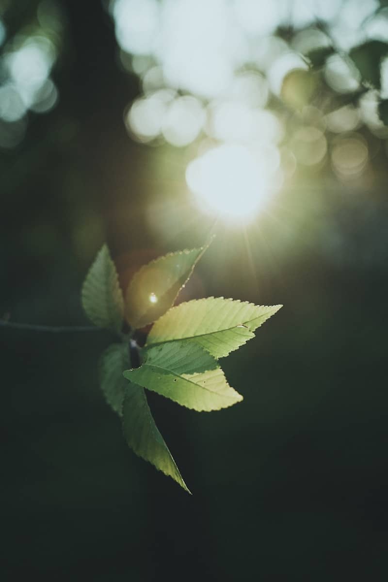Vibrant green leaves illuminated by a bright sun flare.