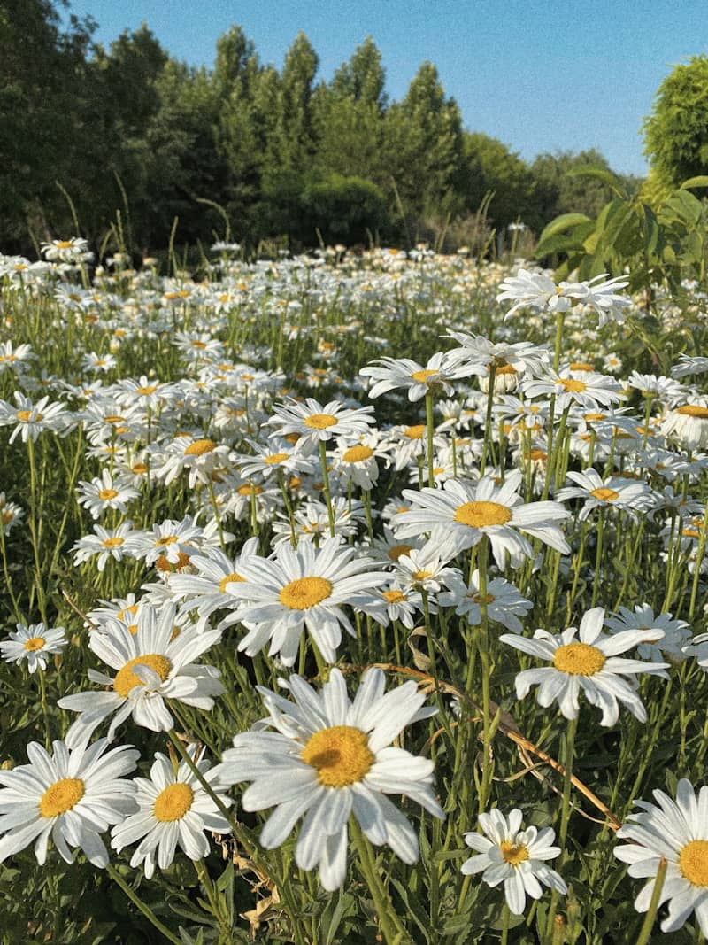 a field full of white and yellow daisies
