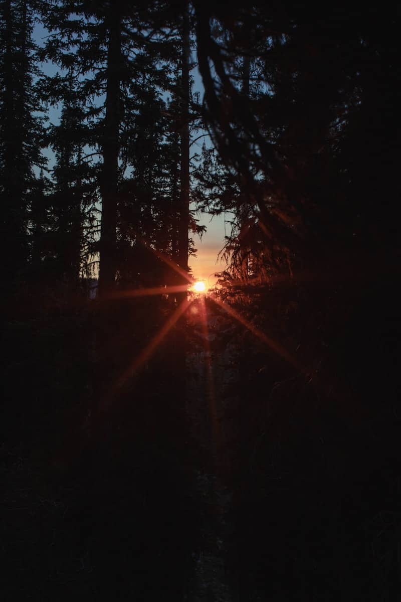 Sun's rays piercing through dark forest trees at sunset