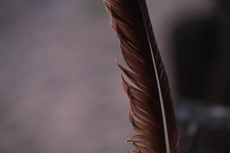 A close-up of a brown feather with a white stem