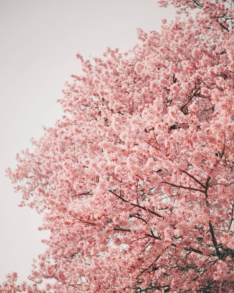Pink cherry blossom tree in full bloom.