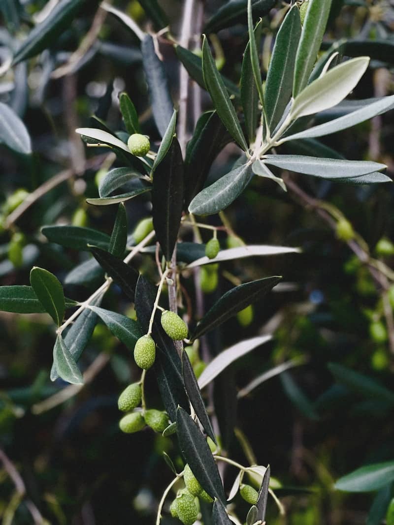 Olives growing on an olive tree with leaves