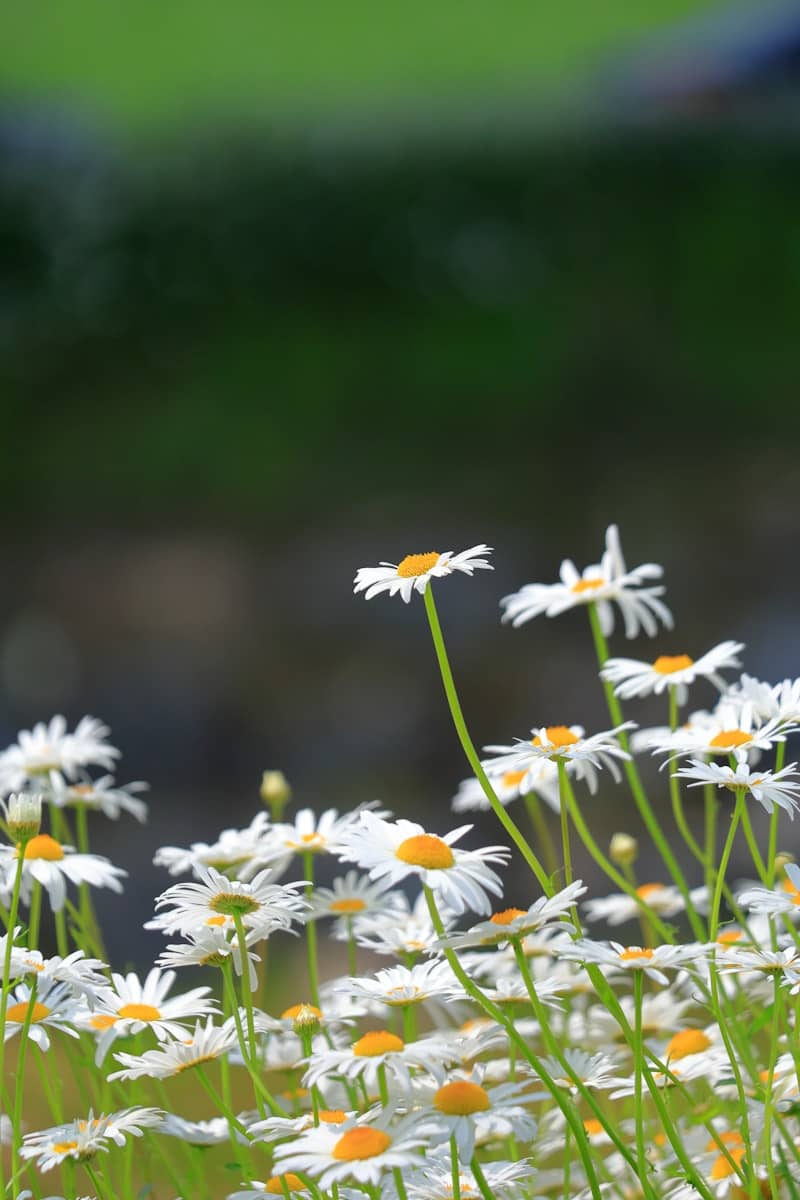 Daisies bloom gracefully in a sunny field.