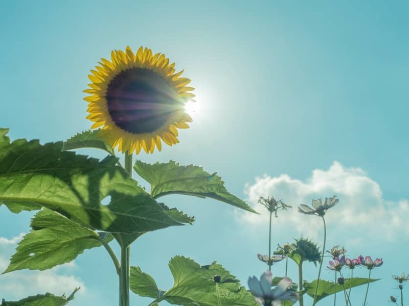 A sunflower is bright under the sunlight in the sky.