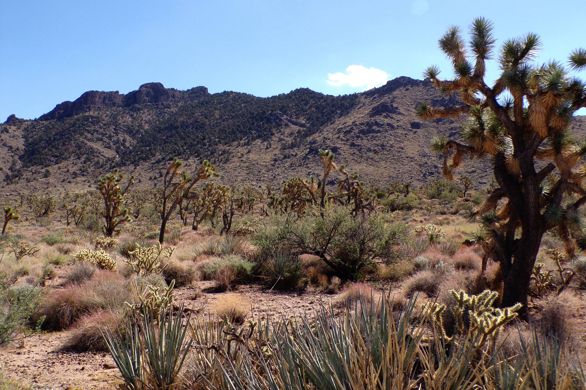 1.07 Acres in the Mohave Desert — Arizona Getaway