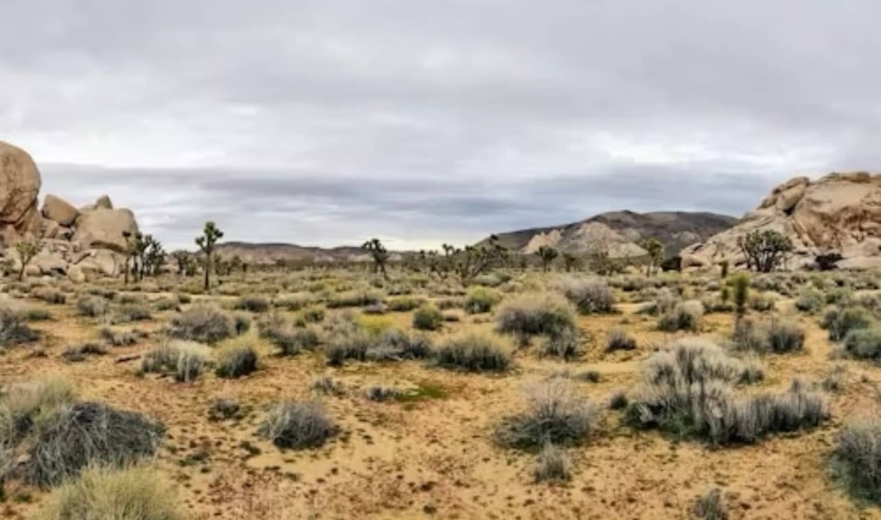 1.25 Acres in Mohave County, AZ — Desert Escape Near Route 66
