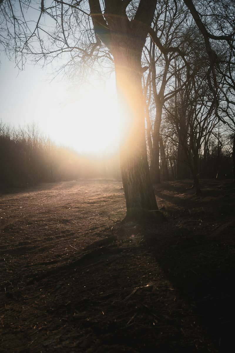 Sunlight streams through the trees in the forest.