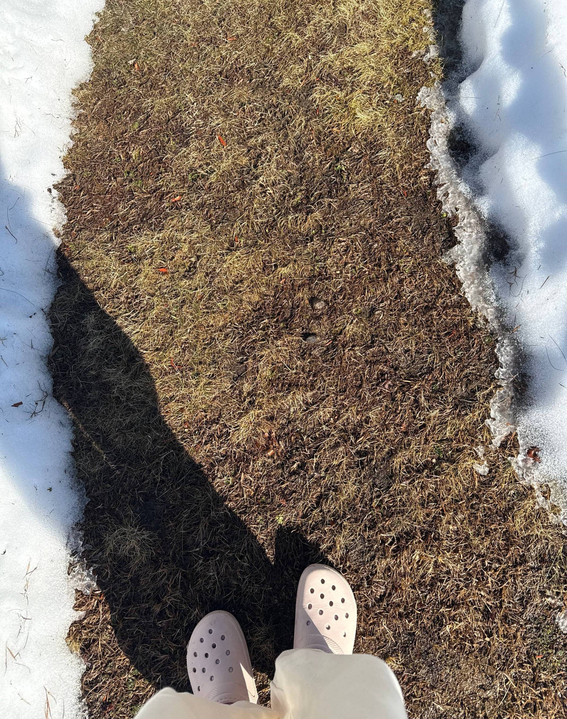 feet wearing pink crocs stand on a stretch of grass inside two small banks of snow